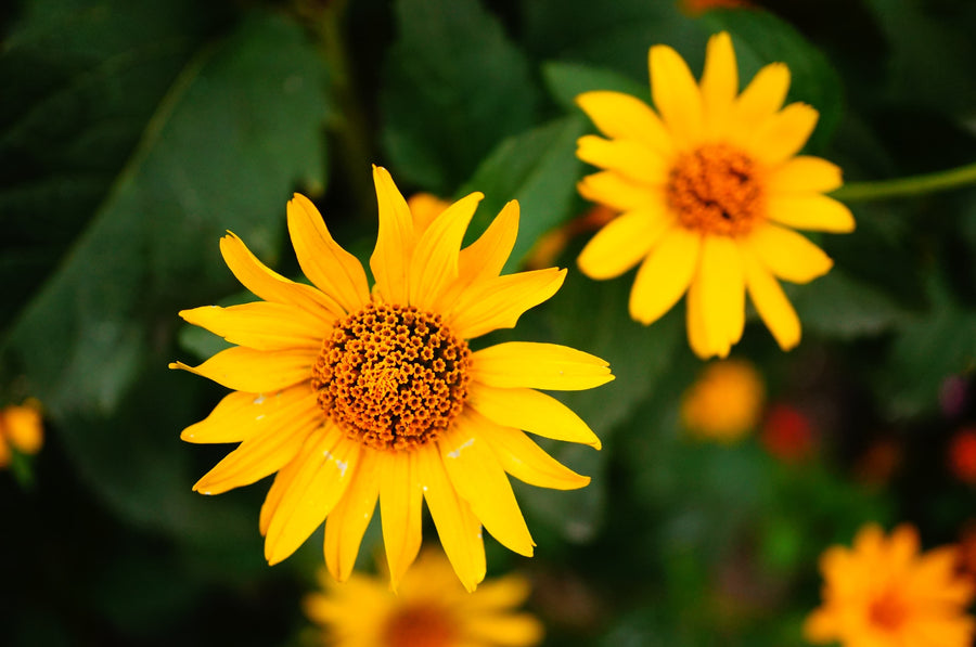 Arnica Extract